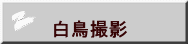 　　白鳥撮影